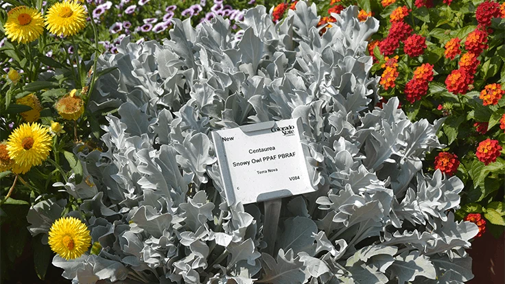 Centaurea 'Snowy Owl'