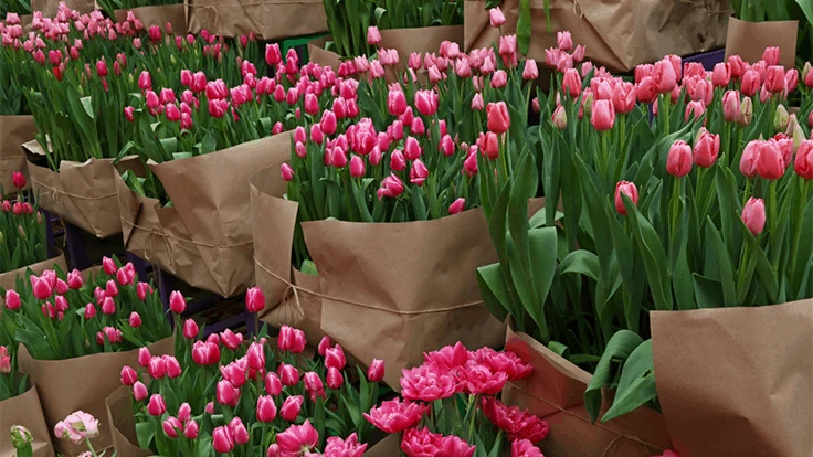 Photo courtesy of Chrysal International and Verdant Technologies.