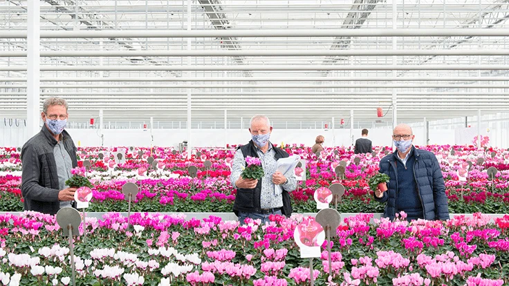 Three men in a greenhouse filled with pink flowers.
