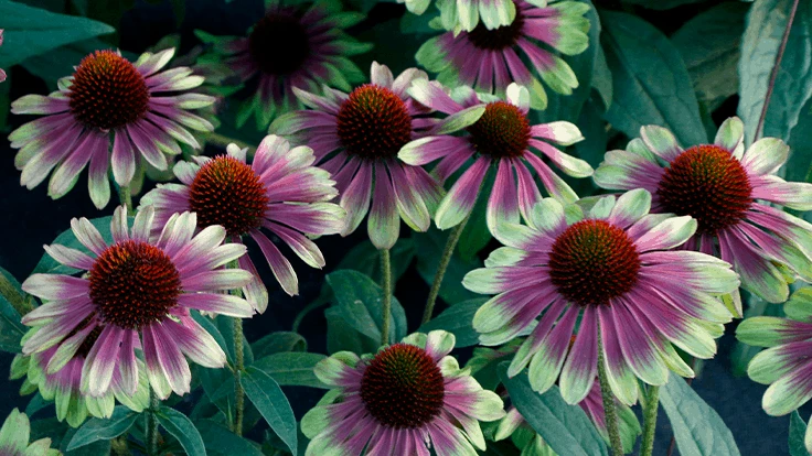 Echinacea ‘Sweet Sandia’