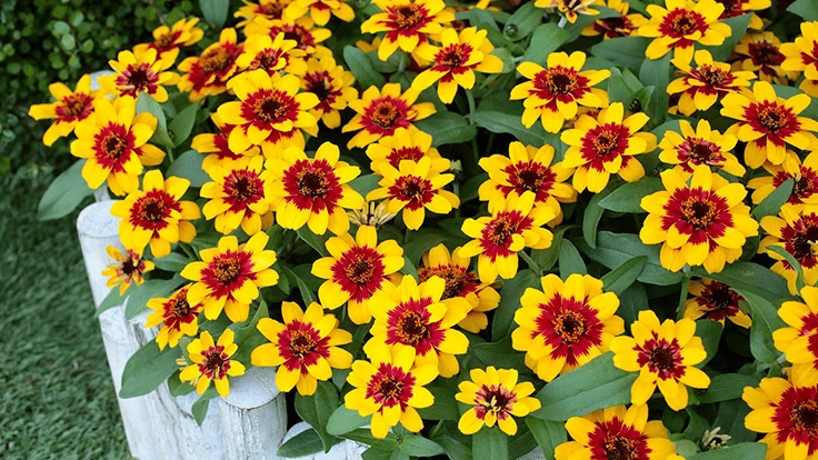 Profusion Red Yellow Bicolor Zinnia
