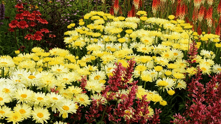Leucanthemum 'Goldfinch'