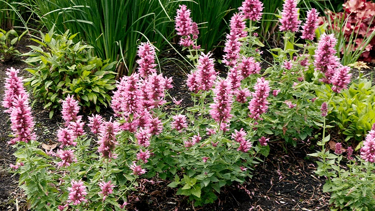 Agastache POQUITO Lavender 