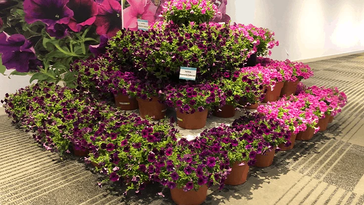 A pyramid display of Surfina pertunias.