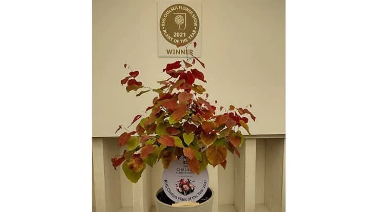 Flame Thrower, known as Eternal Flame in the UK, won Plant of the Year at the 2021 Chelsea Flower Show.