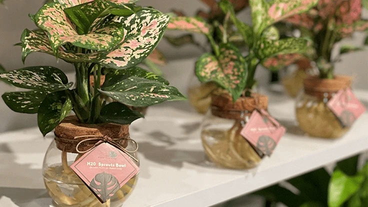 Photo courtesy of Proven Winners