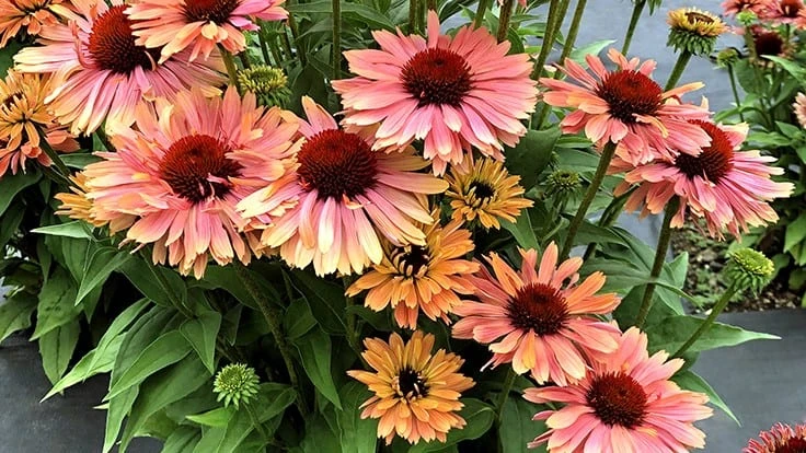 Echinacea Fresco 'Apricot' variety.