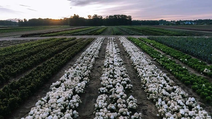 rows of flowerbeds at Willowbend Nurseries