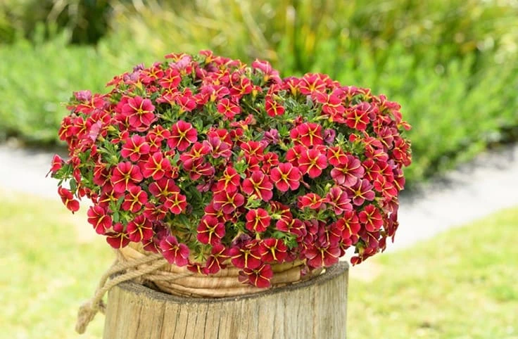 COLIBRI Exotic Red Bling