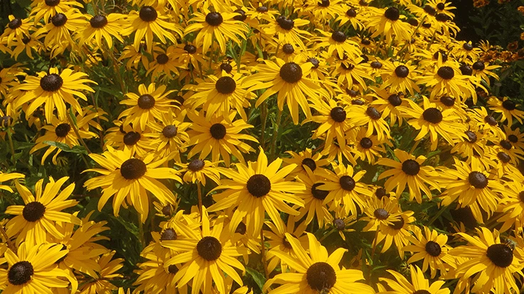Rudbeckia Goldblitz from Kieft Seed