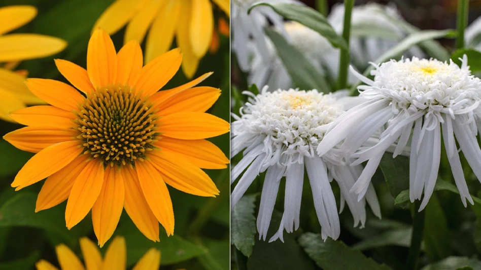 Echinacea Artisan Yellow Ombre F1 (left) and Leucanthemum Carpet Angel Daisy (right) 