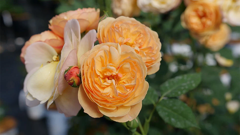 Flavorette Honey-Apricot rose was selected specifically for its lush, full flowers, vigorous growth, as well as the sensuous texture and sweet, fruity flavor of its petals.