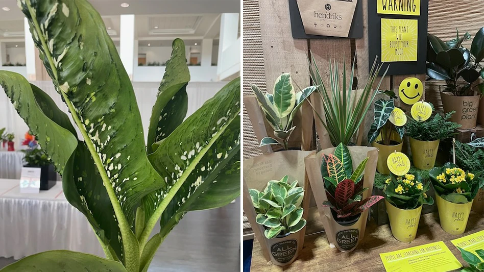 Two images of plants