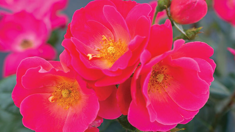 American Garden Rose Selections announces 2023 winners - Garden Center