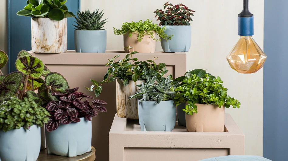 a number of plants in blue and beige pots sit on beige crates near a hanging light