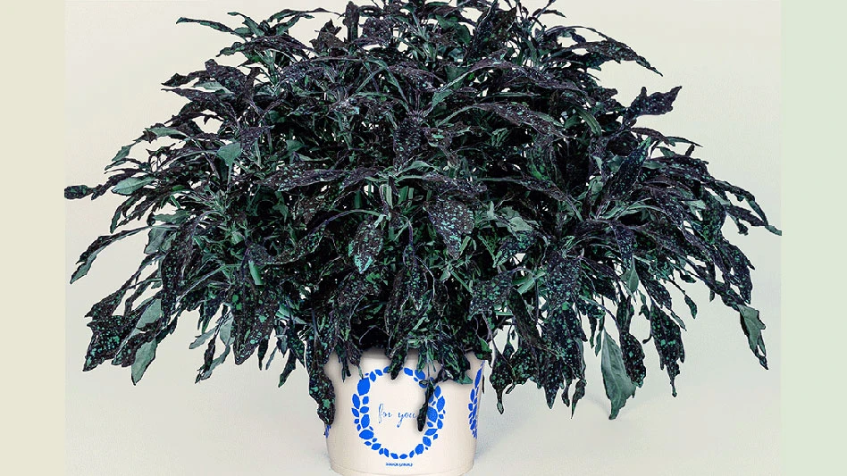 A plant in a white pot with spiky blue-green and dark purple leaves.