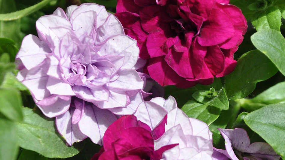 A plant with light purple and dark pink flowers and green leaves.