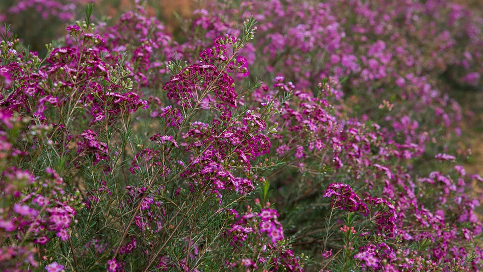 A field of tall plants with pink flowers and green leaves and stems.