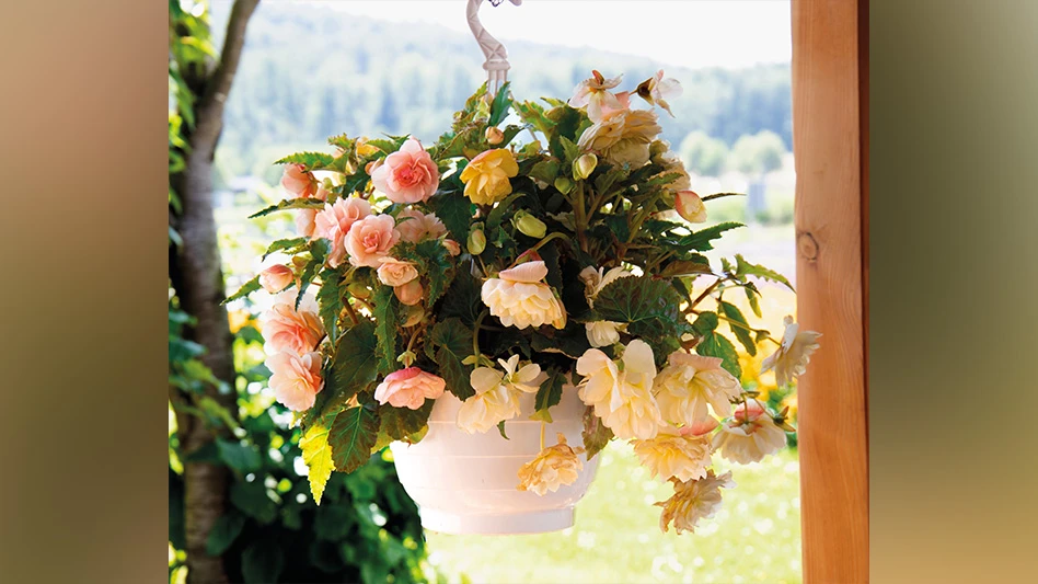 A plant in a white hanging basket with peach flowers and green leaves.