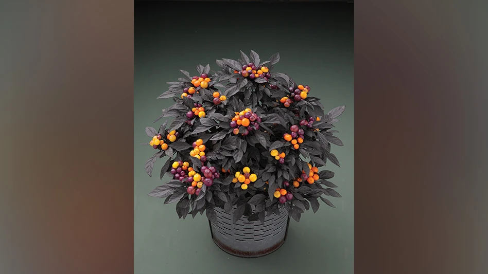A plant in a gray pot with orange and maroon berries and black leaves.