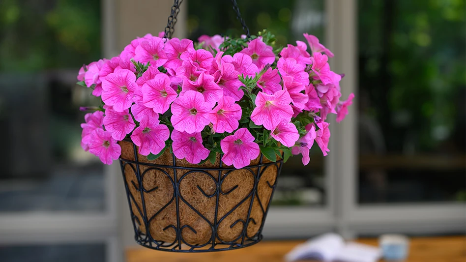 A plant in a black metal hanging basket with a brown lining. The flowers are hot pink, and the leaves are dark green.