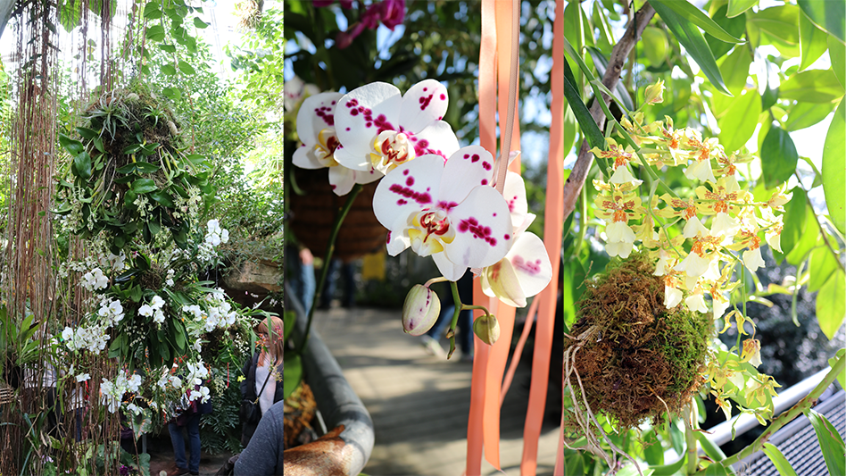 Engage with orchids Garden Center