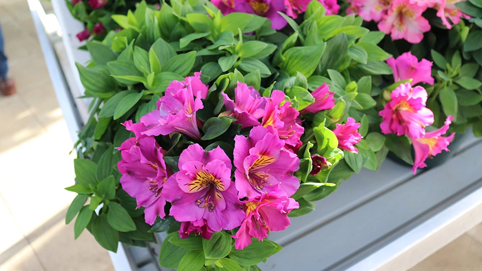A plant with hot pink flowers and green leaves.