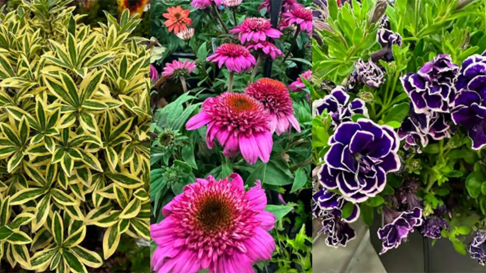 Three photos of plants. On the left is a plant with many green leaves with yellow edges. In the middle is a photo of multiple bright pink flowers with green leaves. On the right is a photo of multiple dark purple flowers with white edges and green leaves.