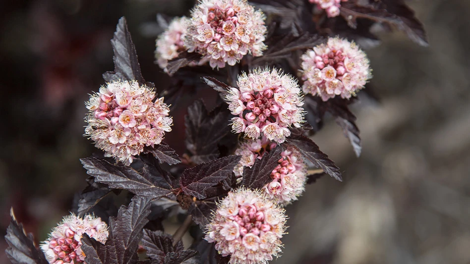 A plant featuring light pink flowers with dark, blackish leaves.