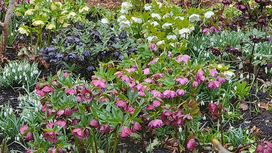 Multiple flowers are seen in a garden.