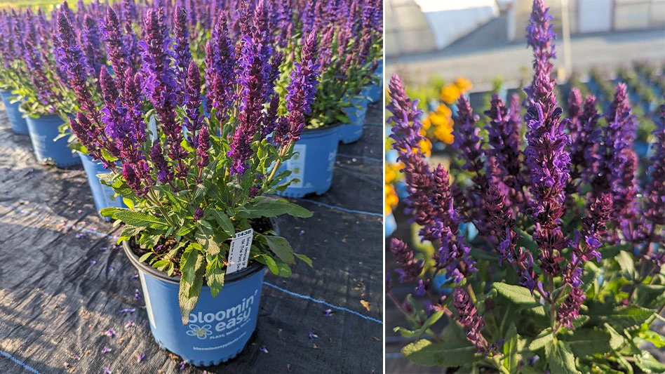 On the left, a photo shows plants with long stem-like purple flowers and green leaves in blue pots that read Bloomin' Easy. The plants sit on black groundcover fabric. On the right, a photo shows a closeup of the purple flowers.