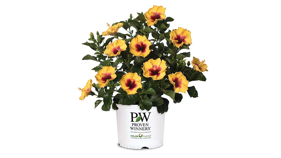 A plant with green leaves and yellow flowers with dark red centers sits in a white Proven Winners pot.