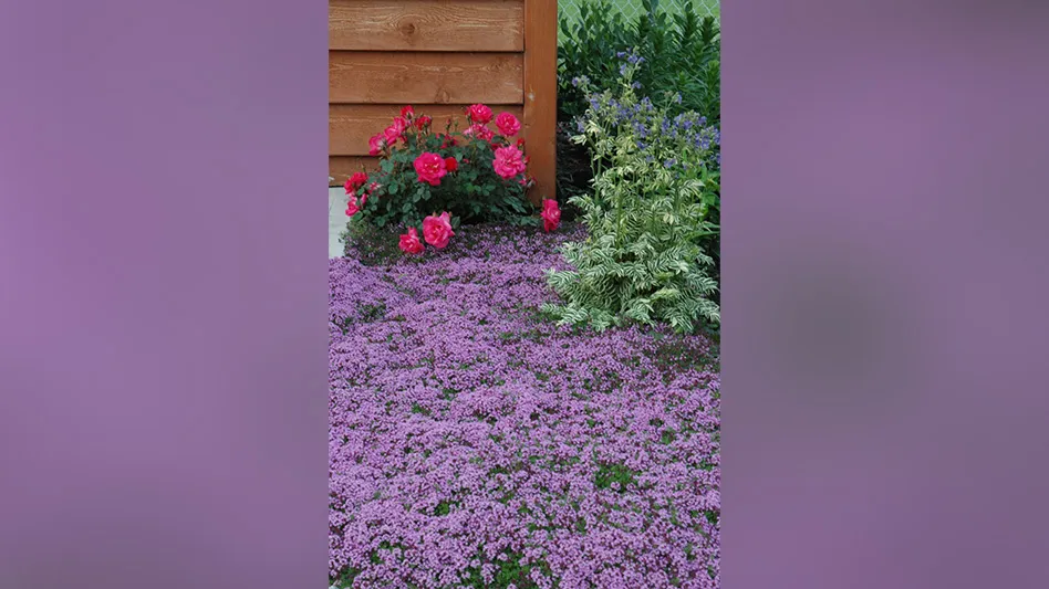 Hundreds of small purple flowers are visible in a yard, with dark pinkish-red roses with dark green leaves and a tall plant with small purple flowers and long green stems also visible. The corner of a wooden structure is also visible.