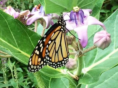 An orange and black monarch butterfly on a milkweed plant with purple flowers and green leaves.