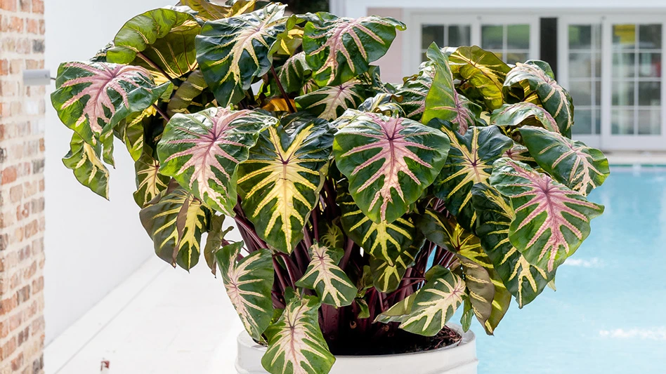 A scenic view of the California coastline, with pink flowers, yellow sand, dark blue water and a light blue sky.