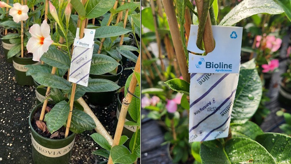 Beneficial insect sachets now included with Monrovia mandevilla