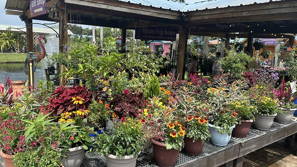 Potted plants and colorful flowers sit on wooden benches.