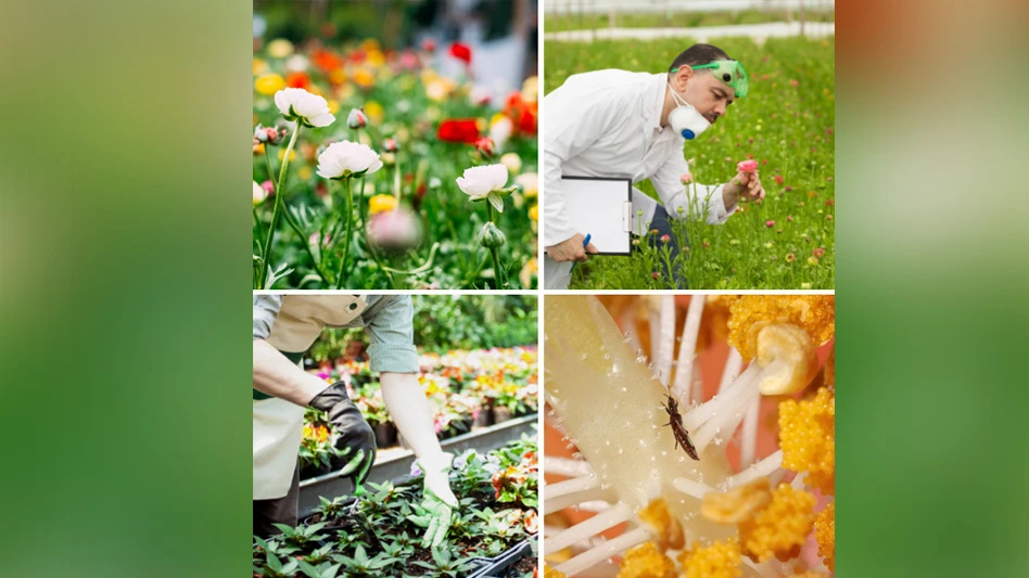 A collage of four photos. The first is a close-up on a field of red, yellow and white flowers. To the right is a man in a white coat and mask with a clipboard in a field holding a pink flower.