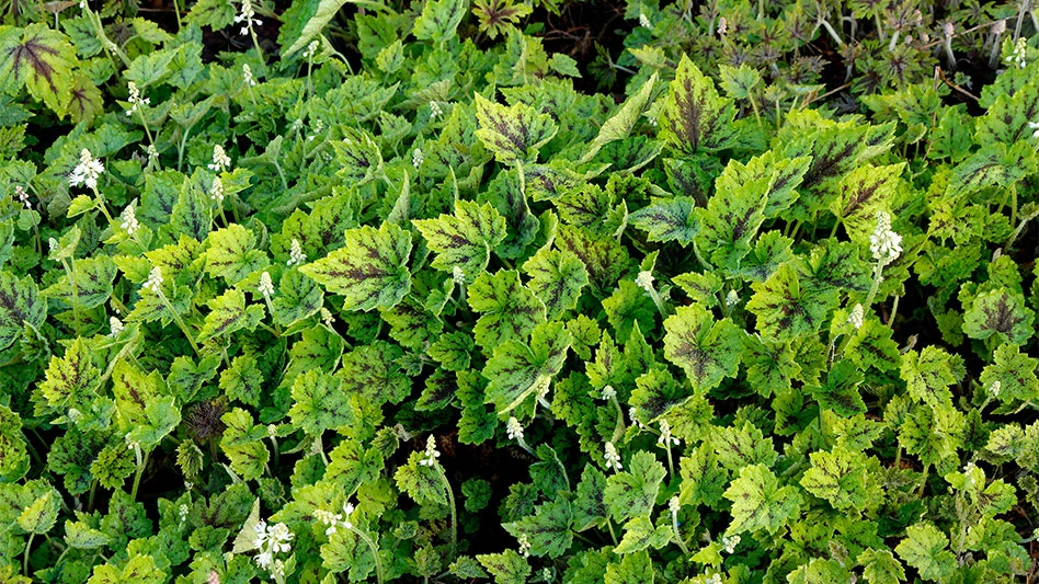 Tiarella ‘Appalachian Trail’