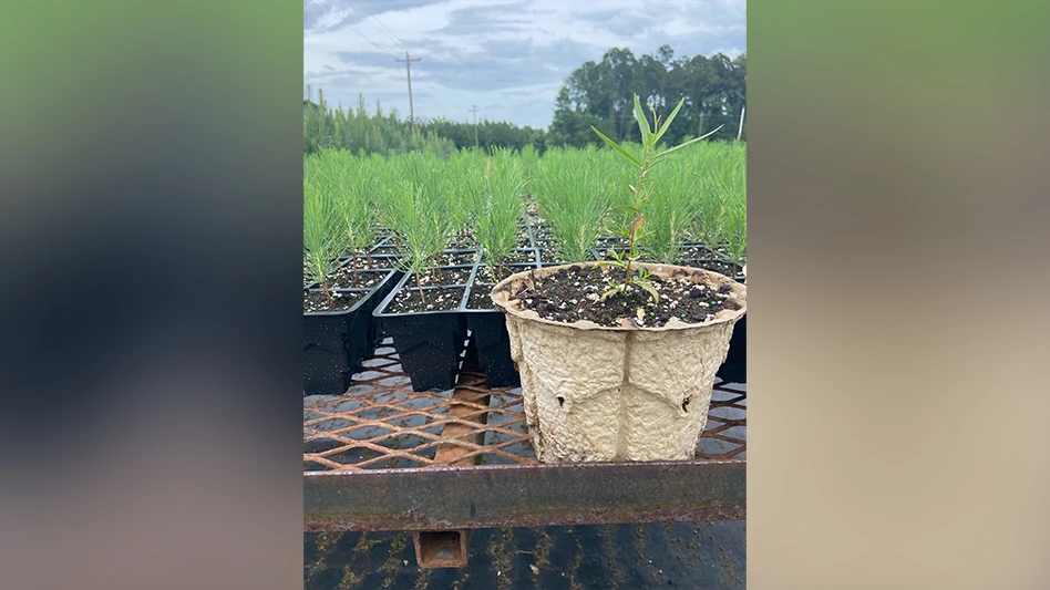 A green seedling grows in RootMaker's light brown BioPot outside with more green seedlings in black trays behind it. The containers sit on a metal rack.