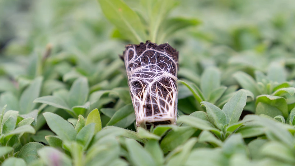 A close-up phot of a rooted plan resting atop green foliage.