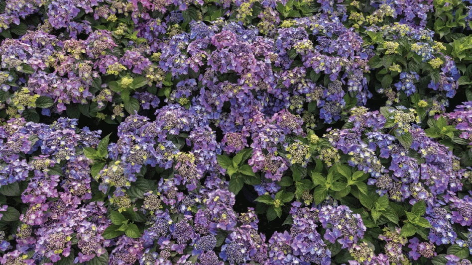 Blue-purple hydrangea with green leaves.
