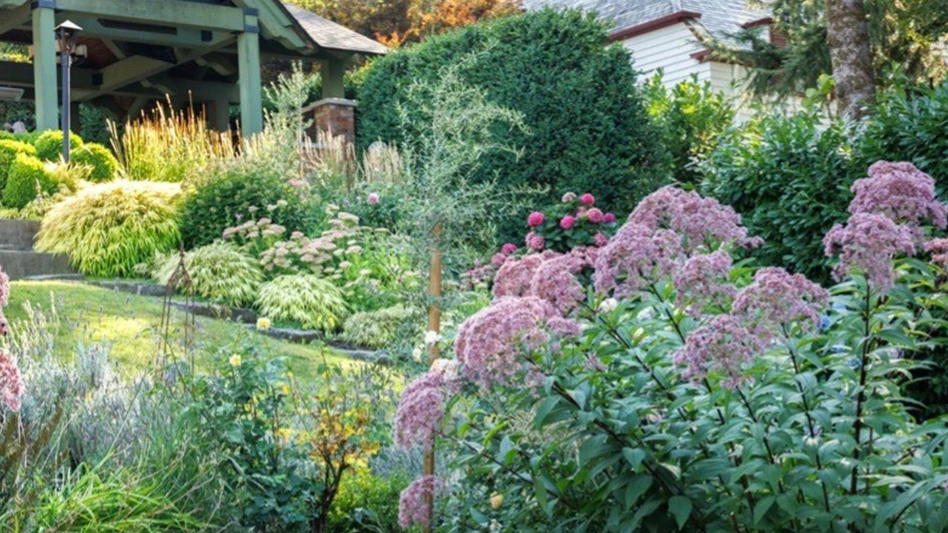 A garden in the yard of a house, with a plant with round clumps of purple flowers atop green stems with green leaves at a prominent spot in the front and other plants, trees and shrubs in the background.