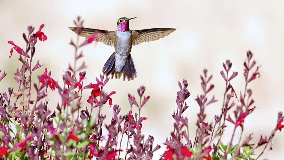 A ruby-throated hummingbird flies with its wings fully spread in front of tall red flowers.