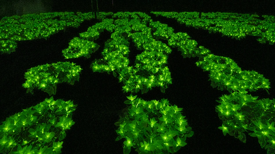 Rows of glowing green flowers.