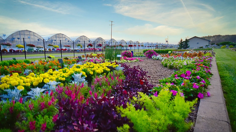 A colorful field of dianthus flowers outside of greenhouses.