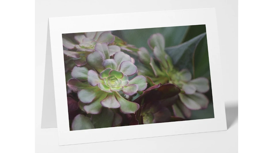 A photo of a horizontal white greeting card folded in half and resting upright on a surface. The card has a closeup photo of a green and pink succulent on the front.