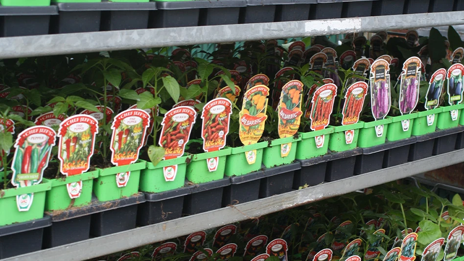 Rows of small green square plant pots with seedlings of vegetables and plant tags at the front showing various vegetables.