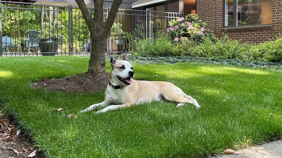 A dog laying on green grass in a person's backyard.