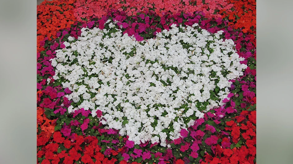 White, red and pink flowers growing in the shape of a heart.